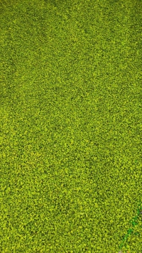 سنگ طبیعی مخصوص فضا سازی